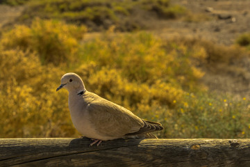 Pigeon sits on a wooden fence in sunshine. The background it colored blurry.