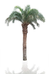 Palm tree isolated on white with clipping path
