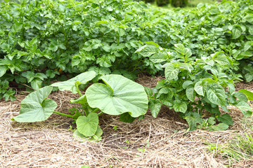 Pumpkin plant grows in the garden on a summer day. Organic vegetable growing under mulch from dry grass.