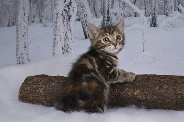 kitten playing in the winter forest