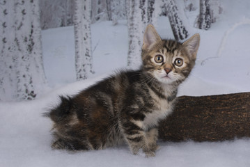 kitten playing in the winter forest