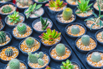 Cactus Radiation Absorb plant or DIY home decoration garden eco small world in pot concept