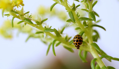 Ladybug sitting off center on a blurred plant