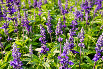 Fototapeta premium Purple Flowers Arrangement in Chiang Mai Flower Festival, Thailand