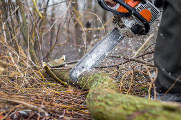 a man with a chainsaw sawing a log, clearing a forest, harvesting firewood