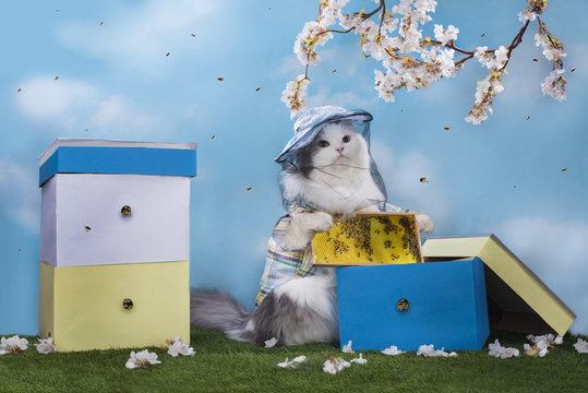 Cat The Beekeeper Extracts Honey