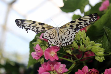 Fototapeta na wymiar White and Black Butterfly