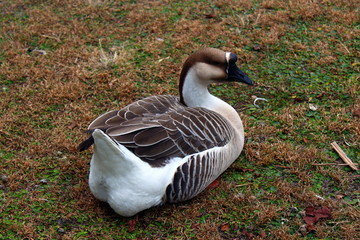 Relaxing Goose