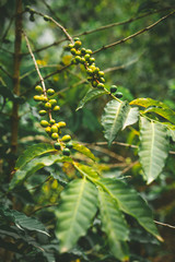 Cultivated local coffe plantage. Branch with green coffee beans and foliage. Santo Antao Island, Cape Verde