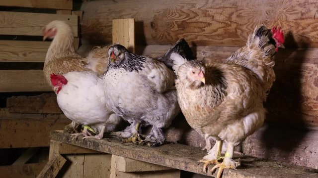 Chickens sit on a roost in the chicken coop
