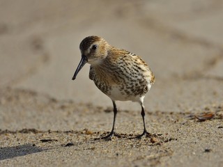 Dunlin (Calidris alpina) feeding on a sandy beach