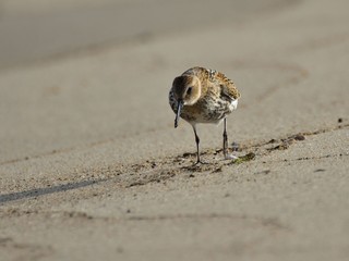 Dunlin (Calidris alpina) feeding on a sandy beach