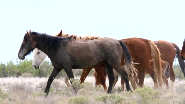 Slow motion of beautiful wild horse herd at the west desert in Utah