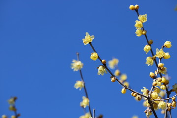蝋梅の花