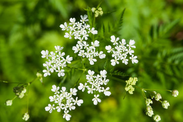 Obraz premium Cow Parsley or Wild Chervil, Anthriscus sylvestris, flower clusters macro, selective focus, shallow DOF