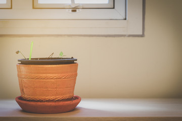 Orange tree pots on a wooden table and sunlight