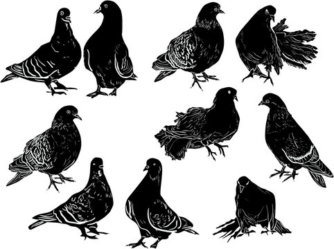 ten pigeon sketches collection on white