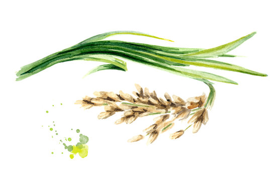 Rice plant. Watercolor hand drawn illustration, isolated on white background