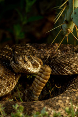 Rattlesnake Waits