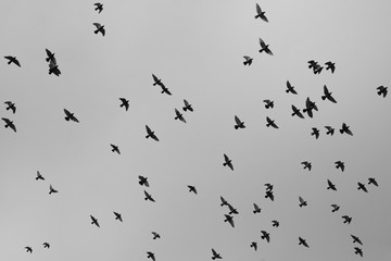 Fototapeta premium Pigeons in Flight