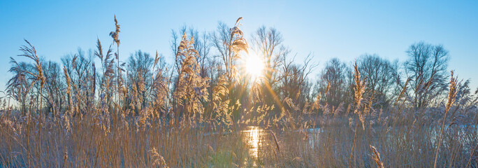 Reed in a field along a frozen lake at sunrise in winter 
 - obrazy, fototapety, plakaty