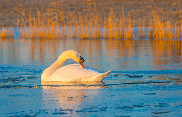 Swan swimming in a frozen lake at sunrise