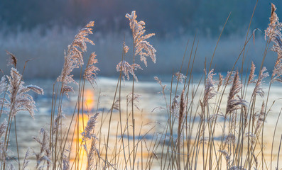 Obraz premium Reed in a field along a frozen lake at sunrise in winter 