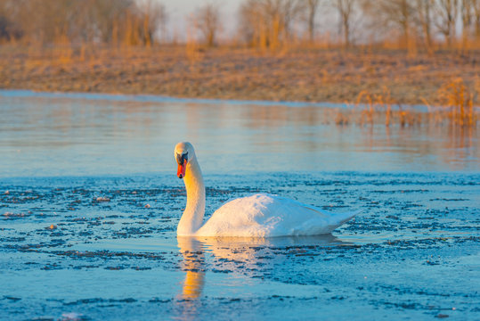 Swan swimming in a frozen lake at sunrise