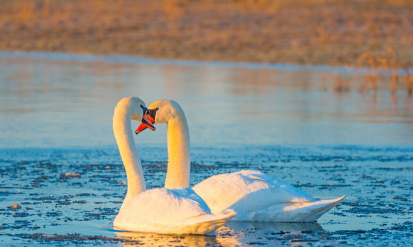Swans swimming in a lake in a frozen lake at sunrise