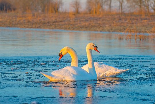 Swans swimming in a lake in a frozen lake at sunrise