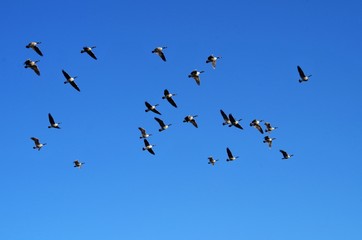 Ducks and Geese at the Park on a Sunny Day