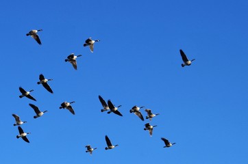 Ducks and Geese at the Park on a Sunny Day
