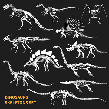 Dinosaurs Skeletons Chalkboard Icons Set