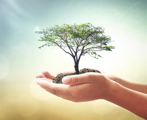 World environment day concept: Human hand holding big tree over beautiful nature background