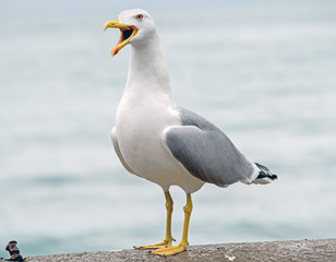Fototapeta na wymiar White and grey seagull