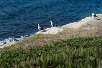 Seagulls standing on the cliff at a beach.