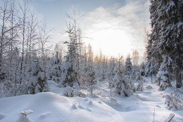 Snowy trees