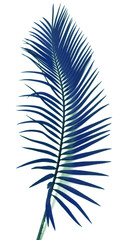 feuille bleue de palmier