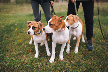 Cute puppies of the American Staffordshire Terrier walk in the autumn park with their master. Dogs from the same litter.