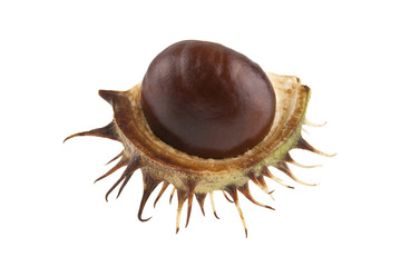 chestnut isolated on white background