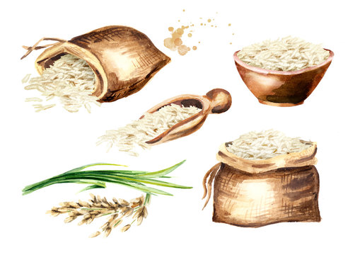 White rice Basmati set. Watercolor hand drawn illustration, isolated on white background