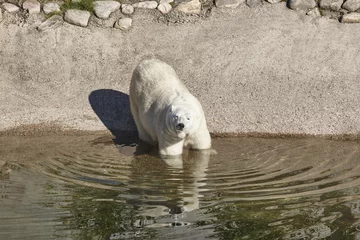 Crédence de cuisine en verre imprimé Ours polaire Female polar bear on the zoo. Nature environment