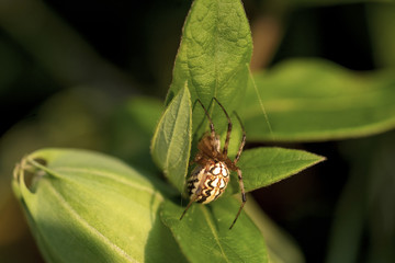 Yellow Spider on leaf, Marbled Orb Weaver, Araneus marmoreus, 