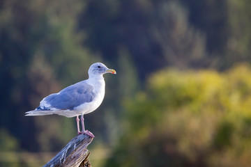 Beringmöwe (Larus glaucescens) auf einem Baumstamm am Strand von Port Renfrew auf Vancouver Island, British Columbia, Kanada.
