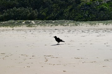 Australian black raven (Torresian crow) on beach  in Noosa National Park