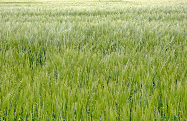 Green wheat field