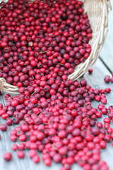 Weißdorn - Weißdornbeeren