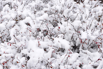 Snow-covered plants, in the snow