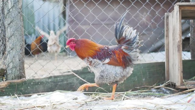 Home thoroughbred cocks