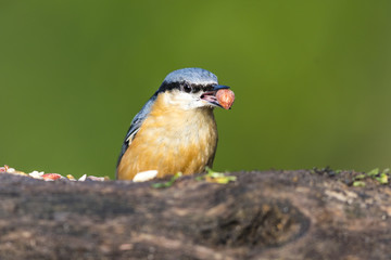 Nuthatch bird with nut